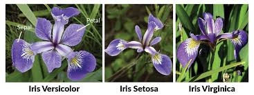 Iris Flowers Dataset